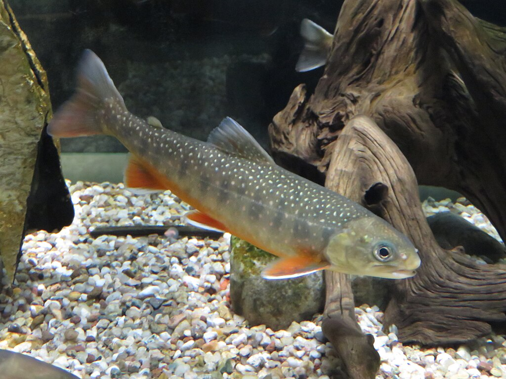 1024px-Salvelinus_alpinus_-_Lake_Inari_population.webp Arctic char underwater in captivity