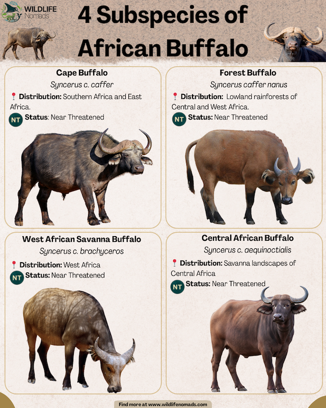 The 4 Subspecies of African Buffalo infographic showing the 4
