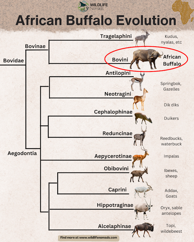 African Buffalo Evolution infographic showing relations with other members like sheep and antelopes