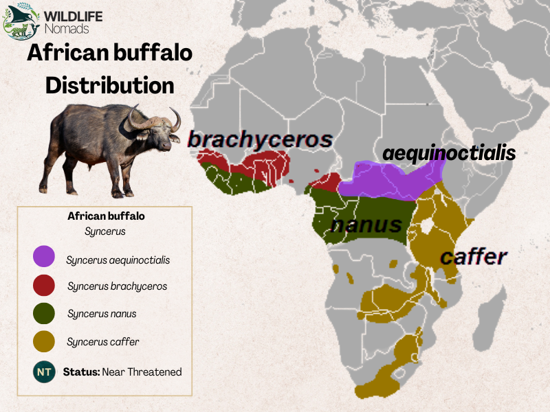 map of african showing the distribution of the 4 subspecies of African buffalo