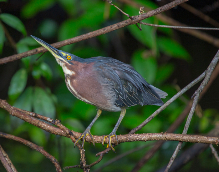 Agami-Heron-Agamia-agami.webp Agami Heron on top of a branch on a mangrove