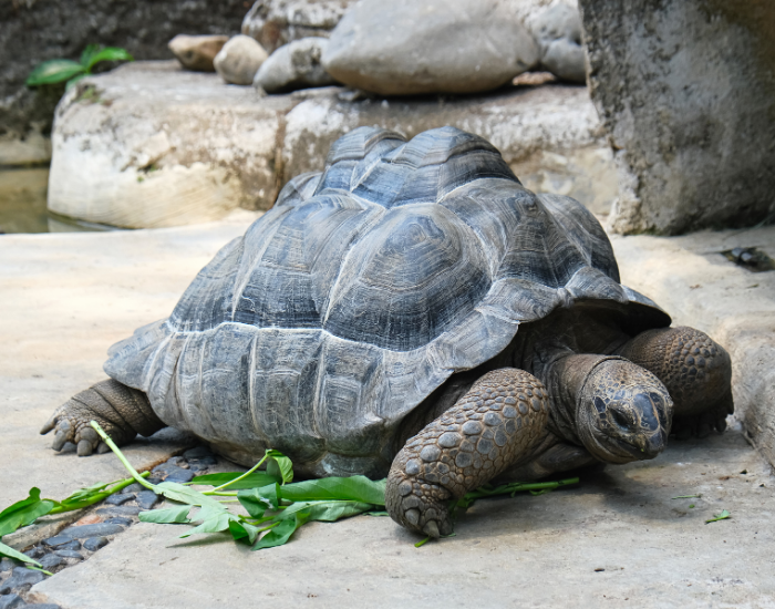 an Aldabra Giant Tortoise in captivity