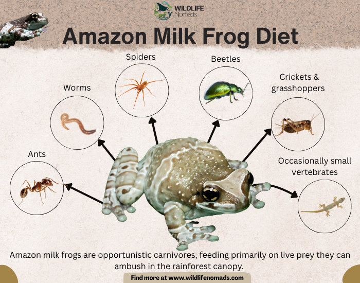 an infographic showing in cricles and images Diet of the Amazon Milk Frog