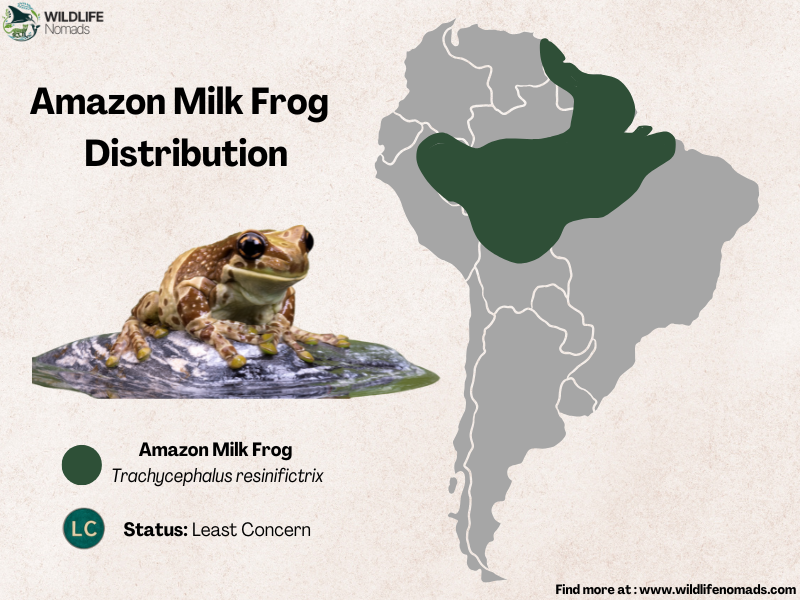 infographic showing the Distribution of the amazon milk frog