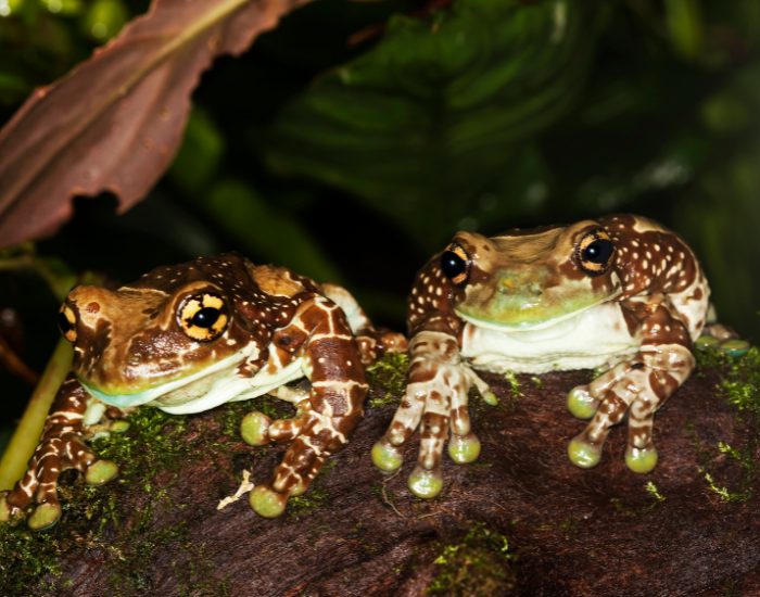 two milk frogs showing its pads in habitat