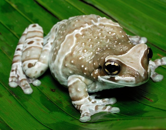 Amazon milk frog on top of a leaf