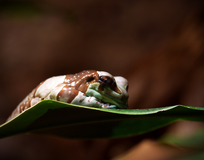an amazon milk frog on too of a leaf