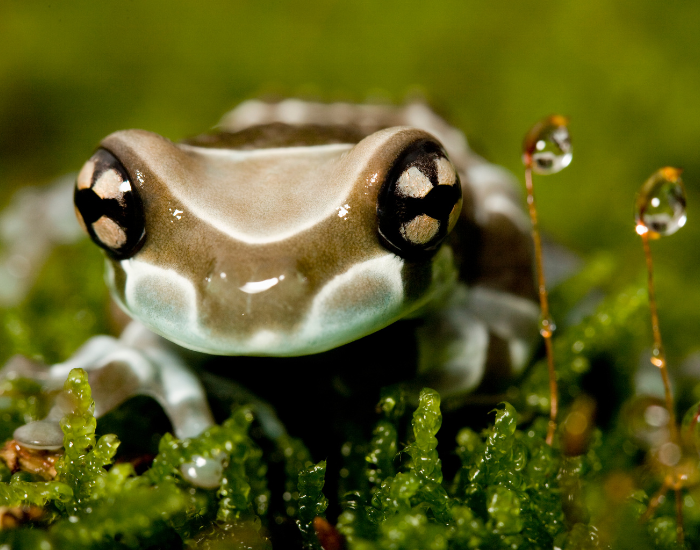 close up of an amazon milk frog