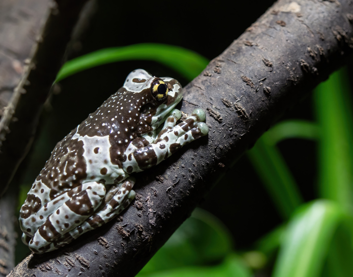 amazon milk frog on a tree branch in the wild