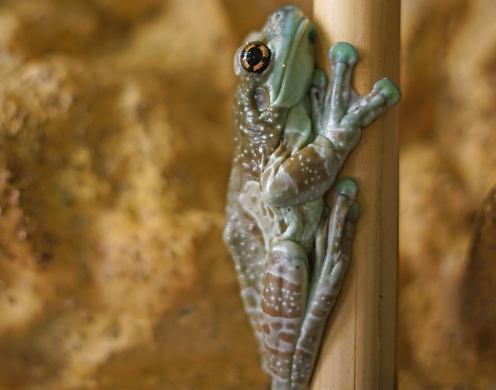 an amazon milk frog hugging a branch