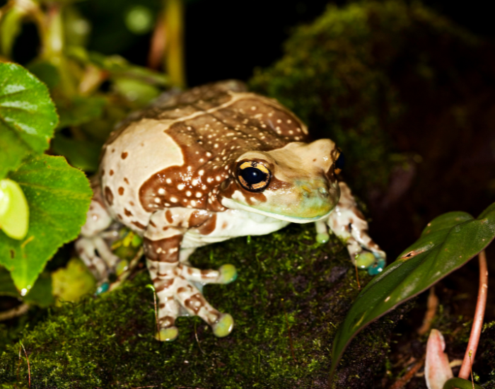 amazon milk frog in the wild
