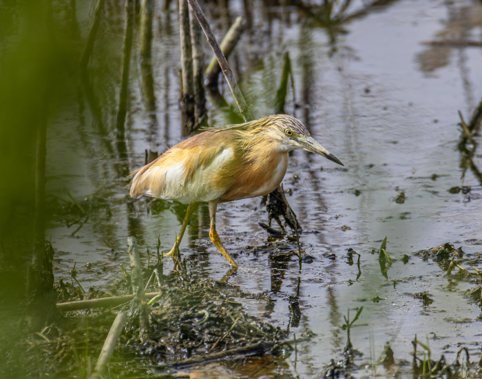 American-Bittern-Botaurus-lentiginosus.webp American Bittern walking on a swamp