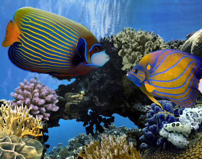Angelfish-Pomacanthidae.webp two Angelfish underwater near coral