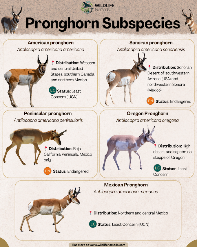 infographic showing  all 5 Pronghorn Subspecies
