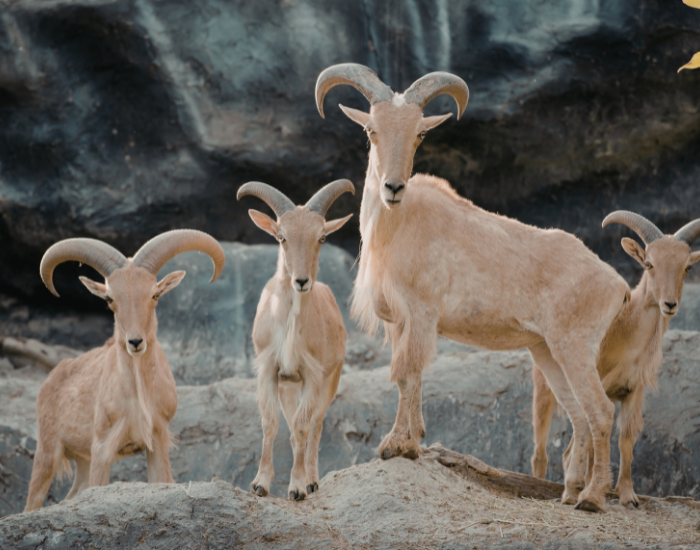 Aoudad-2.webp herd of barbary sheep in the wild