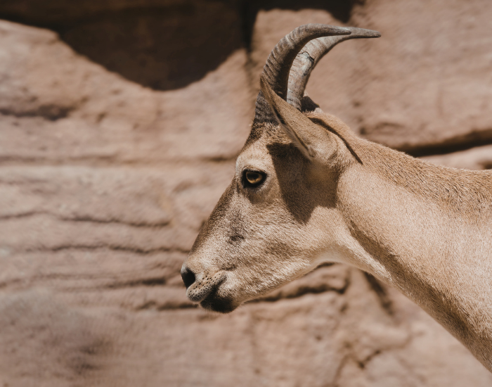 Aoudad-3.webp a barbary sheep close up of the head and horns