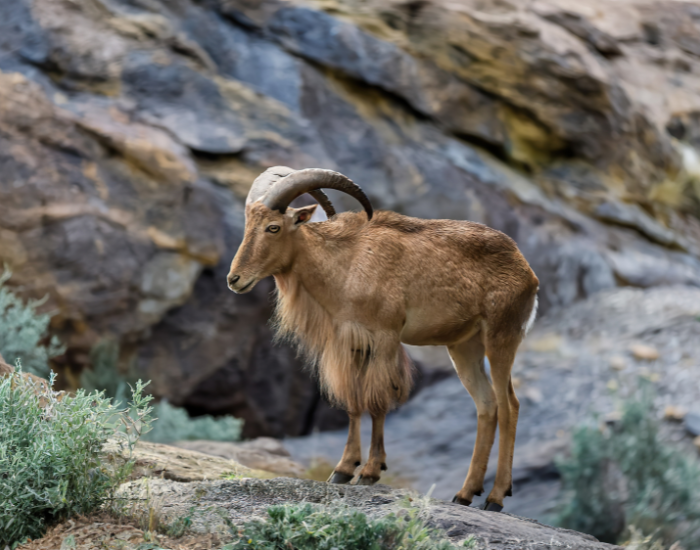 Aoudad-4.webp an Aoudad in the wild standing over a rock