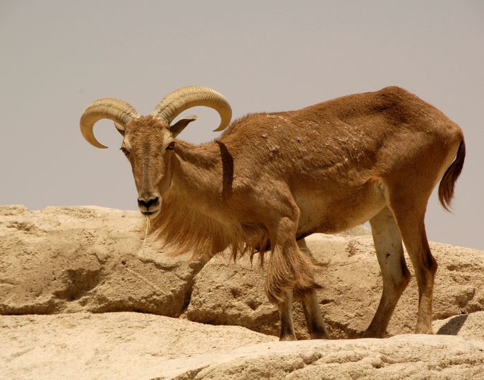 Aoudad-Barbary-sheep.webp a Barbary sheep in the wild on arid environment