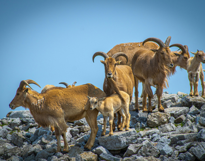 Aoudad-herd-on-rock.webp herd of aoudad over a rock