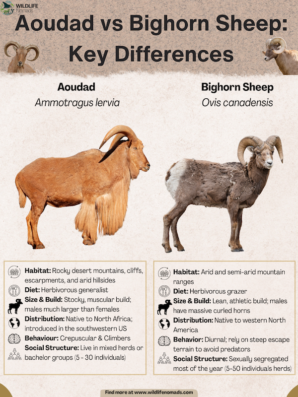 Aoudad-vs-Bighorn-Sheep-Key-Differences-1.webp Aoudad vs Bighorn Sheep infographic comparing both animals