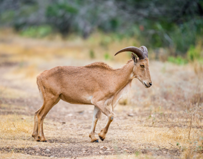 Aoudad-walking-habitat.webp a barbary sheep walking in the wild