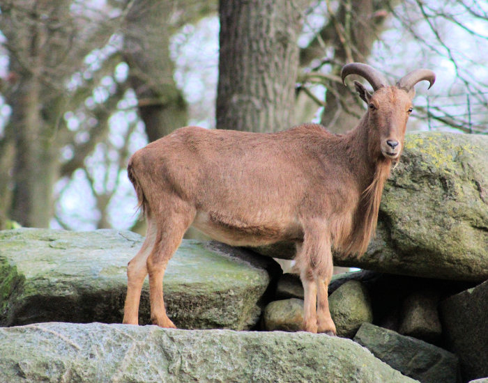 Aoudad.webp A barbary sheep standing in a rock