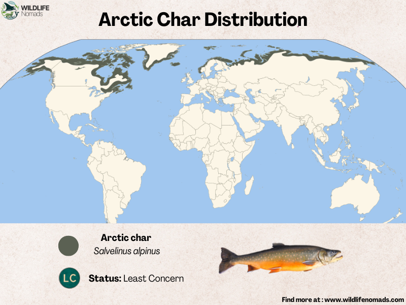 Arctic-Char-Distribution.webp Arctic Char Distribution map highlighting the northern areas of th eplanet