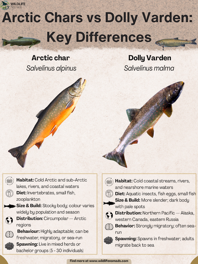 Arctic-Chars-vs-Dolly-Varden-Key-Differences.webp infographic showing Arctic Chars vs Dolly Varden: Key Differences