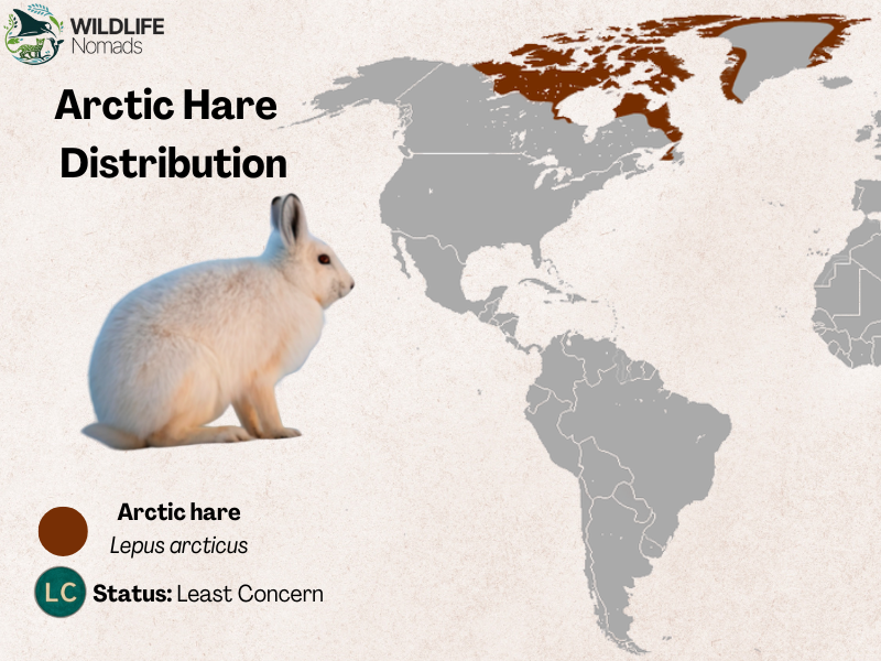 Arctic-Hare-Distribution.webp a map of north america including greenland showing the distribrution of the arctic hare