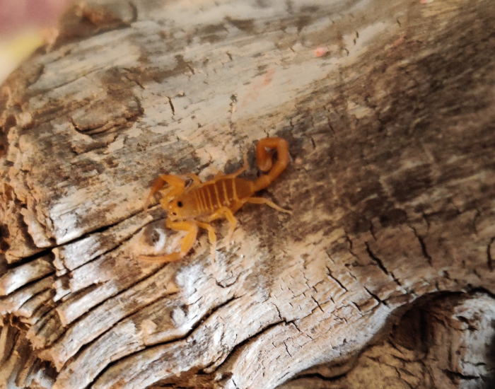 Arizona-bark-scorpion-2.webp arizona bark scorpion on a pieces of wood