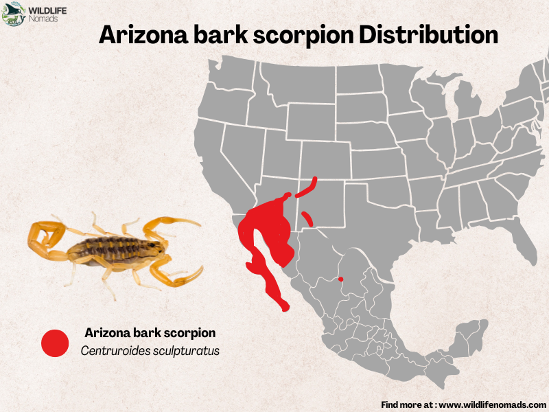 Arizona-bark-scorpion-Centruroides-sculpturatus-Distribution.webp Arizona bark scorpion Distribution map showing north america the US and Mexico