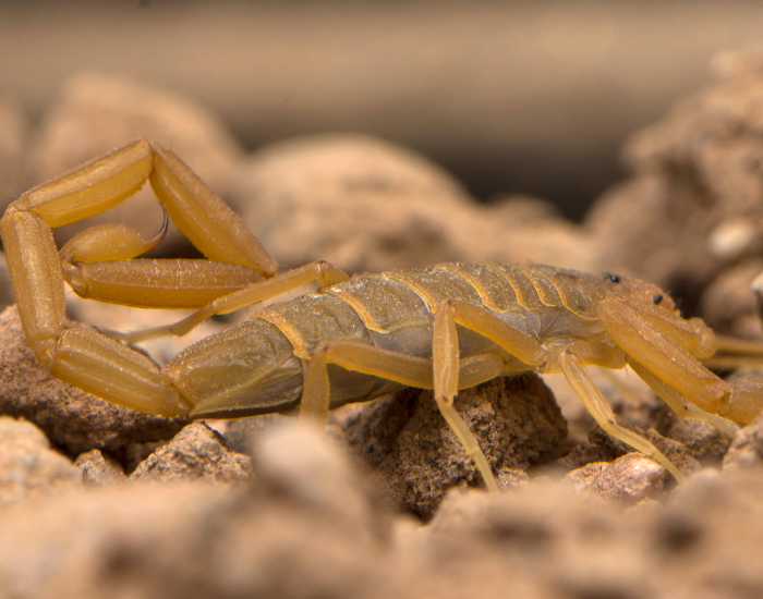 Arizona-bark-scorpion-uv-light-2.webp arizona barks scorpion close up