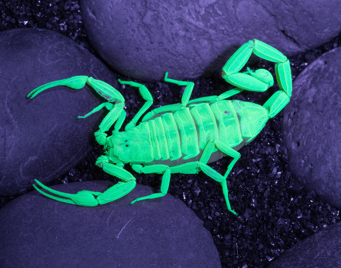 Arizona-bark-scorpion-uv-light.webp Arizona bark scorpion