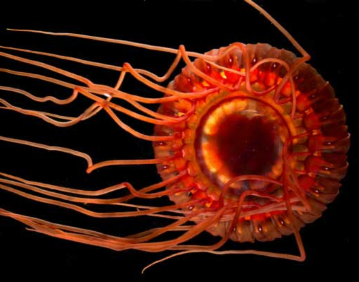 Atolla-Jellyfish.webp red Atolla Jellyfish with black background