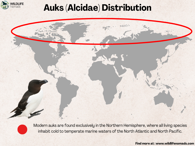 Auks-Alcidae-Distribution.webp Auks (Alcidae) Distribution map showing the northern hemisphere of the planet