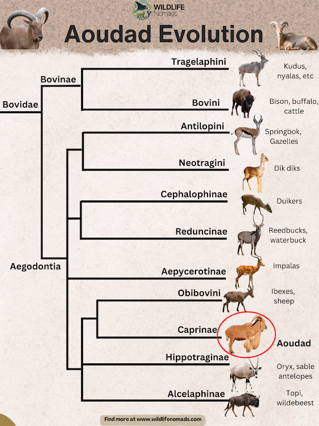 Barbary-Sheep-aoudad-Ammotragus-Evolution.webp Aoudad Evolution infographic showing relation with other families