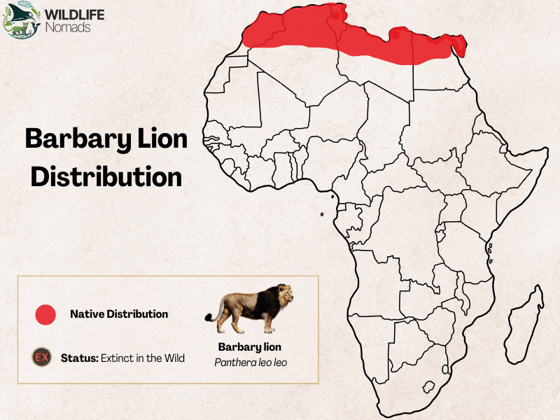 Barbary-lion-Panthera-leo-leo-range-distributionpng.webp map of africa showing the distribution of the barbarian lion