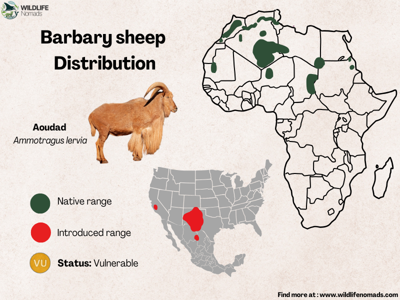 Barbary-sheep-Aoudad-Distribution.webp Barbary sheep Aoudad Distribution map