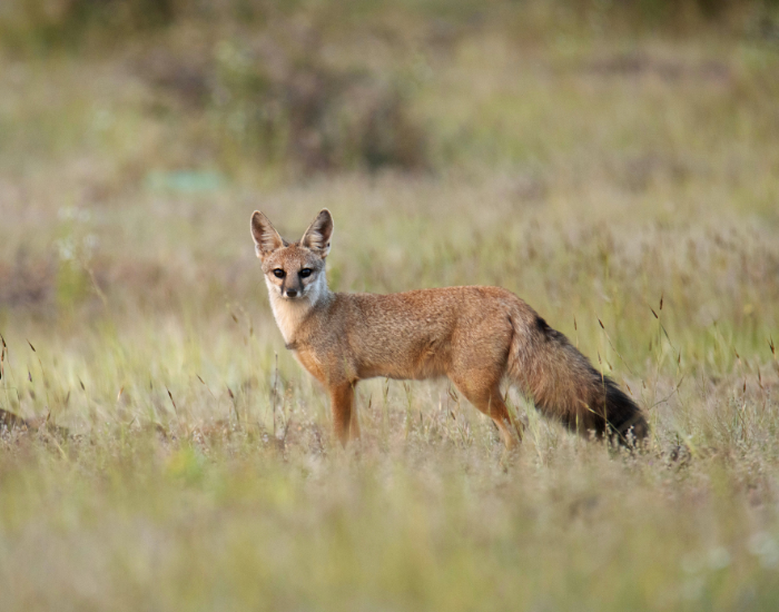 wild Bengal Fox on a grass field
