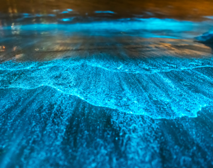 Bioluminescent-Dinoflagellates.webp a beach with Bioluminescent blue Dinoflagellates