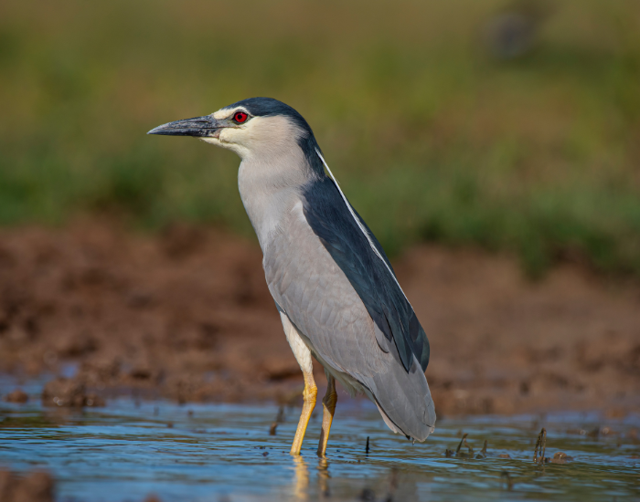 Black-Crowned-Night-Heron-Nycticorax-nycticorax-2.webp Black-Crowned Night Heron standing on a swamp