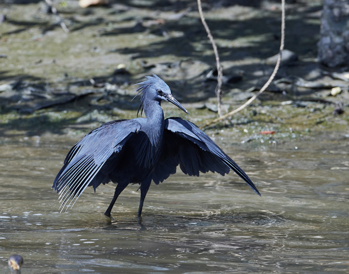 Black-Heron-Egretta-ardesiaca.webp Black Heron in its natural habitat
