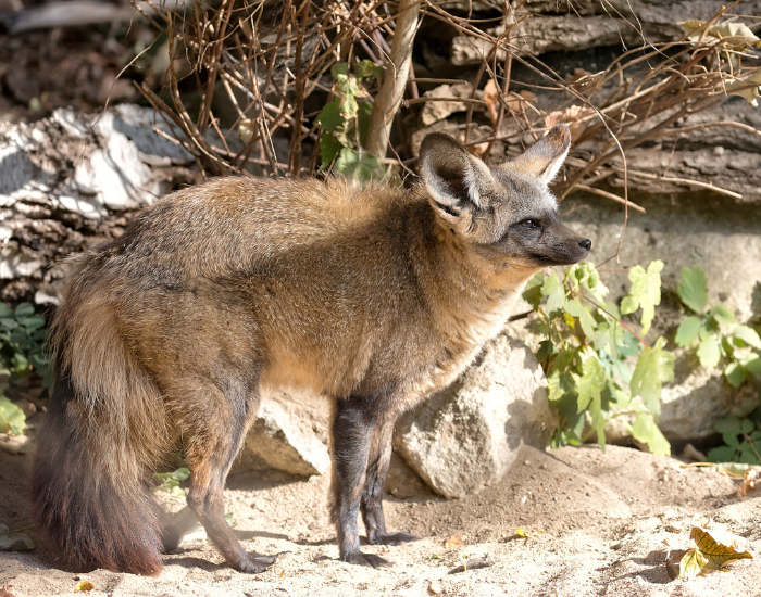 Blanfords-Fox standing