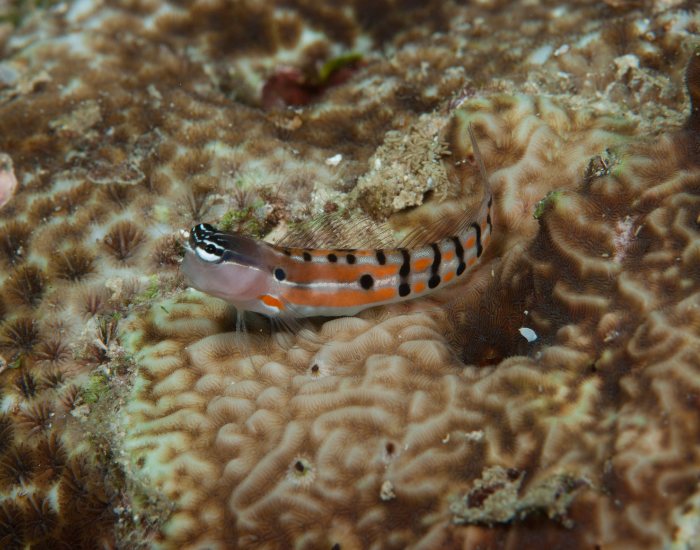 Blennies-Blenniidae.webp a blenny fish underwater