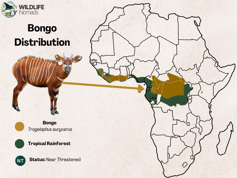 Bongo-Distribution-map-in-africa.webp Bongo antelope Distribution in the rainforests of africa