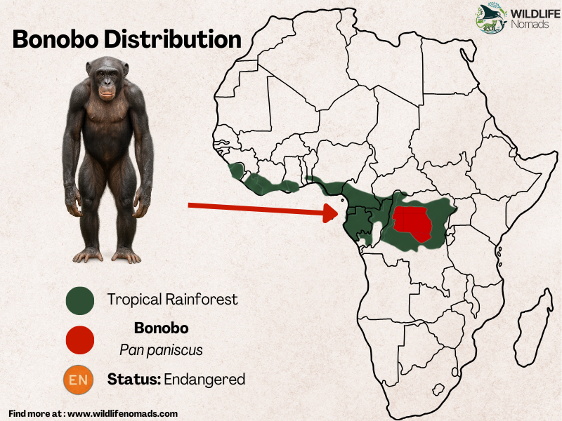 Bonobo Distribution map