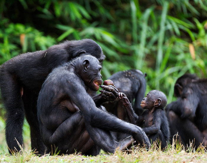 Group of bonobos eating and laying on the grass