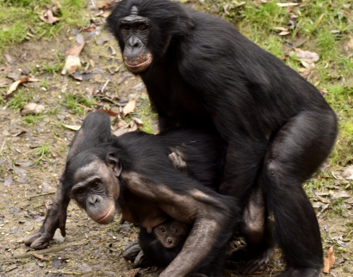 group of bonobos in sexual exchange