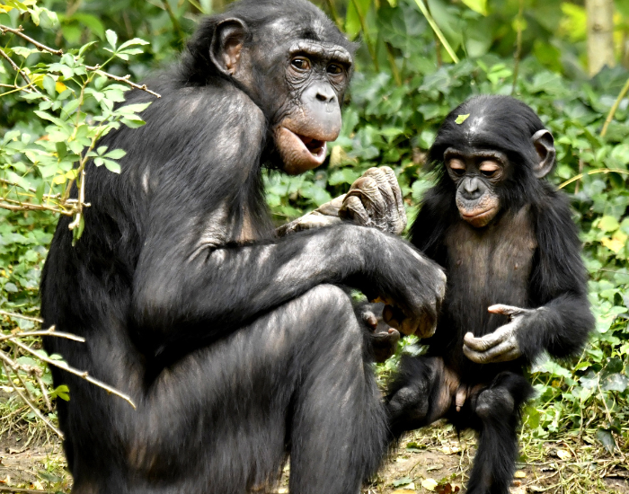 Bonobo-group-3.webp bonobo mom and a baby in the wild