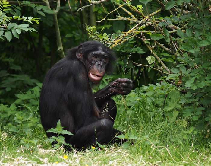 Bonobo in the wild sitting on the grass
